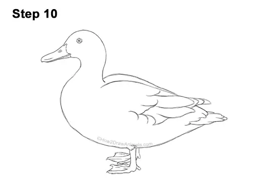 How to Draw a Wild Female Mallard Duck Side View 10