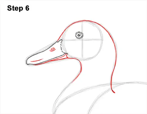 How to Draw a Wild Female Mallard Duck Side View 6