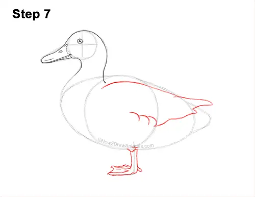 How to Draw a Wild Female Mallard Duck Side View 7