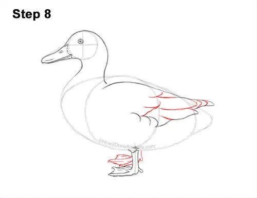 How to Draw a Wild Female Mallard Duck Side View 8