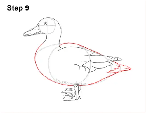 How to Draw a Wild Female Mallard Duck Side View 9