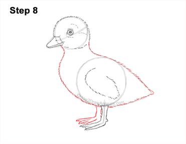 how to draw a realistic duck step by step