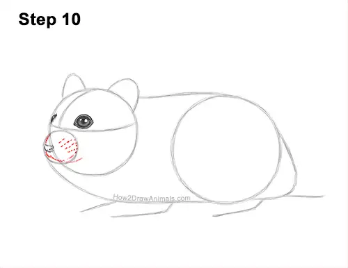 How to Draw a Russian Winter White Dwarf Hamster 10