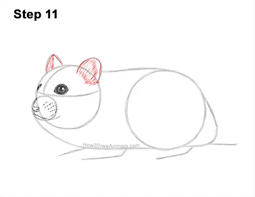 How to Draw a Russian Winter White Dwarf Hamster 11