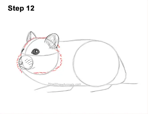 How to Draw a Russian Winter White Dwarf Hamster 12