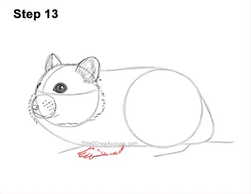 How to Draw a Russian Winter White Dwarf Hamster 13