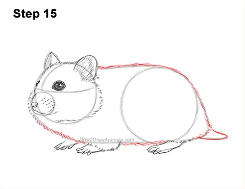 How to Draw a Russian Winter White Dwarf Hamster 15