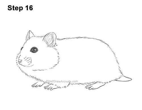 How to Draw a Russian Winter White Dwarf Hamster 16