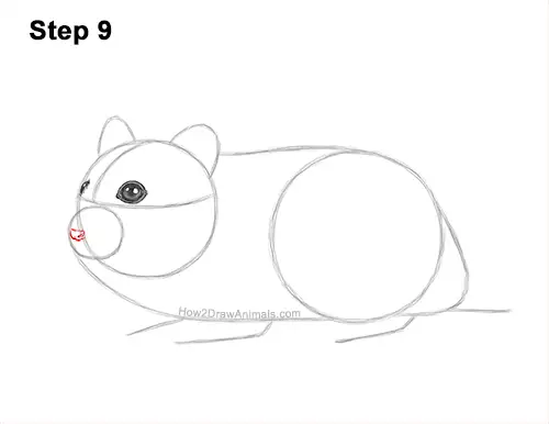 How to Draw a Russian Winter White Dwarf Hamster 9