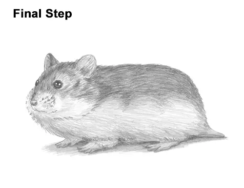 How to Draw a Russian Winter White Dwarf Hamster