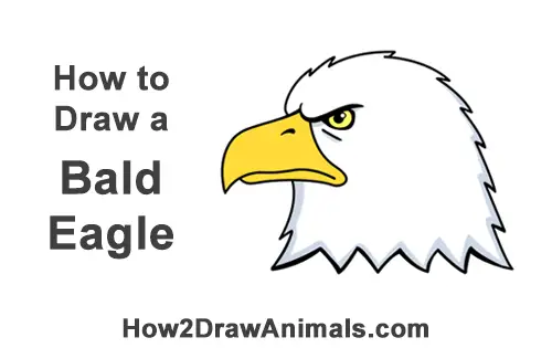 How To Draw A Bald Eagle Head Cartoon Video Step By Step