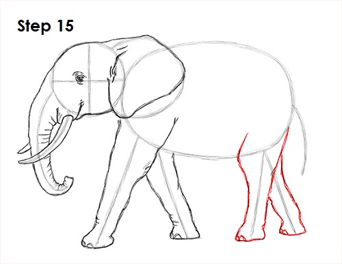 How to Draw an African Elephant