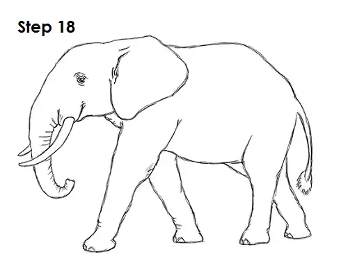 How to Draw an African Elephant