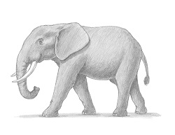 How to Draw an African Elephant Bull Side View