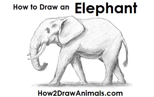 How to Draw an African Elephant Side View
