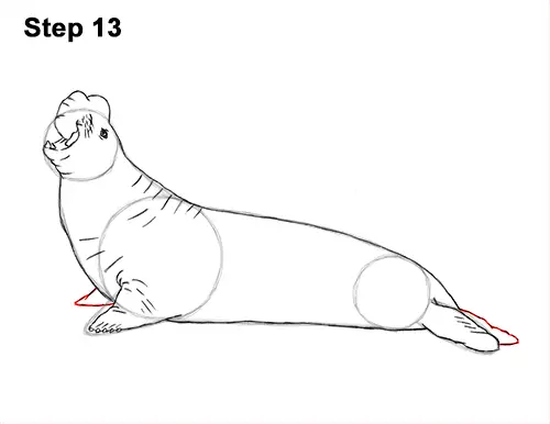 How to Draw Big Elephant Seal Bull Male Roaring 13