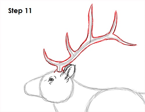 Draw Elk 11