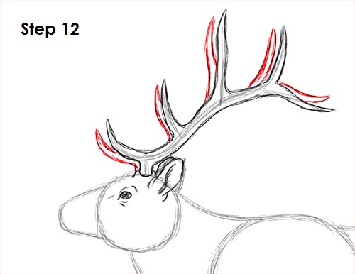 Draw Elk 12