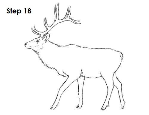 Draw Elk 18
