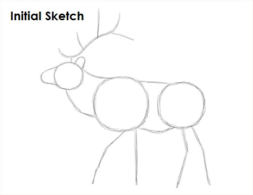 Elk Drawing Sketch Draw Elk Sketch