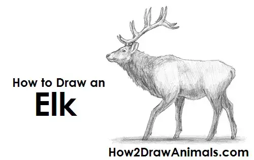 elk drawing