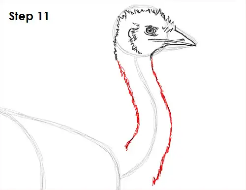 Draw Emu Bird 11