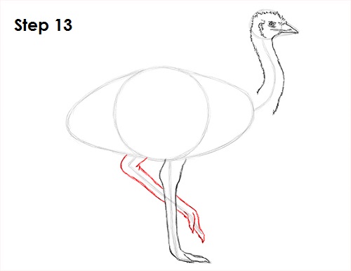 Draw Emu Bird 13