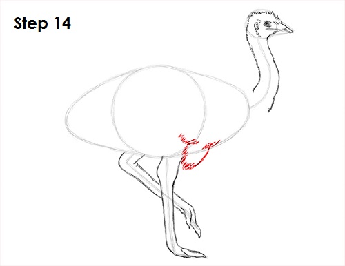 Draw Emu Bird 14