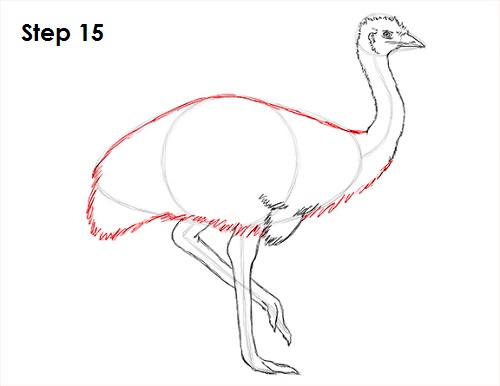 Draw Emu Bird 15