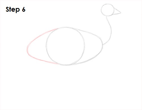 Draw Emu Bird 6
