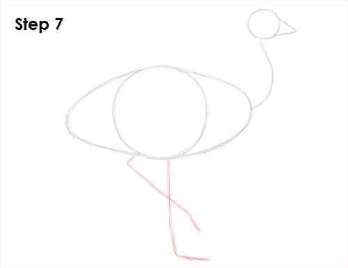 Draw Emu Bird 7