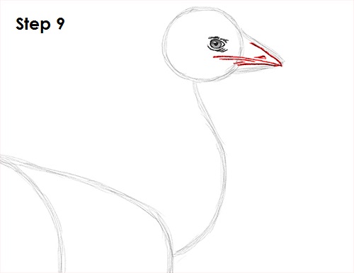 Draw Emu Bird 9
