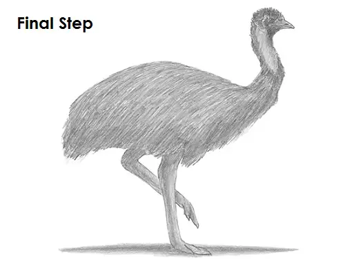 Draw Emu Bird Last