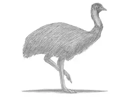 How to Draw an Emu