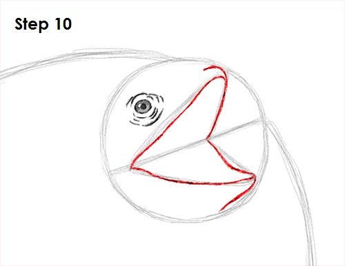 Draw Frilled Neck Lizard 10