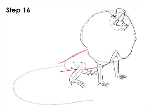 Draw Frilled Neck Lizard 16