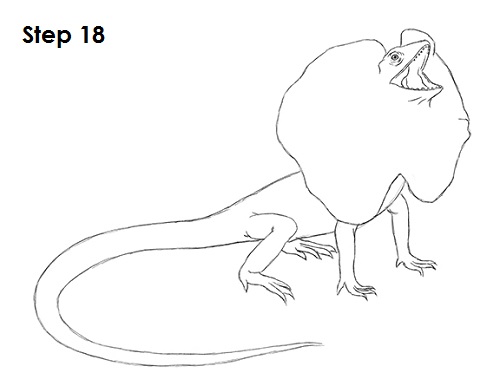 Draw Frilled Neck Lizard 18