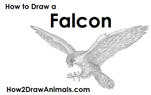 How to Draw a Falcon