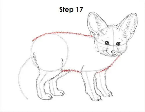 How to Draw a Fennec Fox