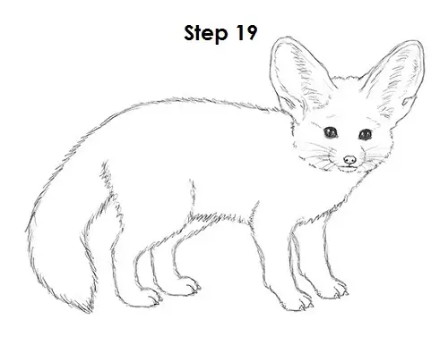 How to Draw a Fennec Fox