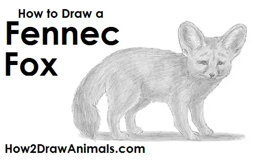 Draw a Fennec Fox