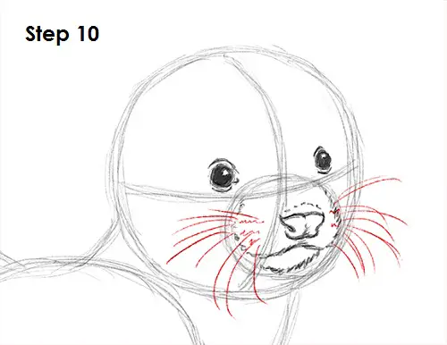 Draw Ferret 10