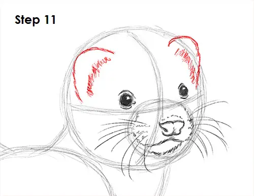 Draw Ferret 11