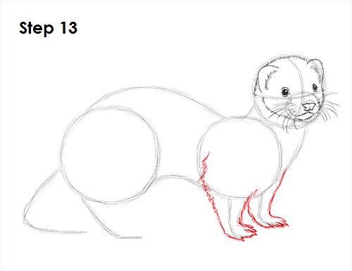 Draw Ferret 13