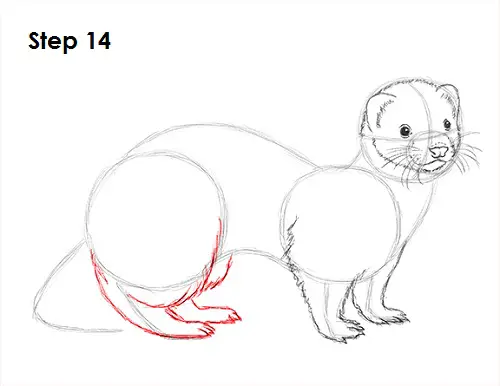 Draw Ferret 14