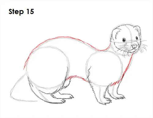 Draw Ferret 15
