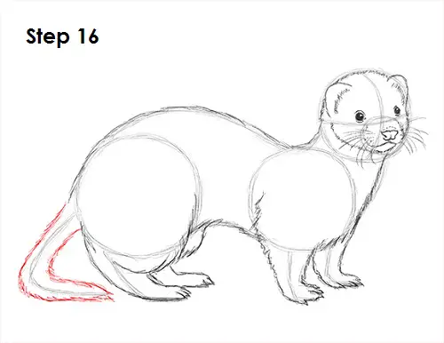 Draw Ferret 16