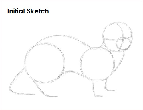 Draw Ferret Initial Sketch