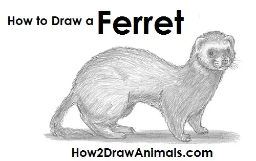Draw Ferret