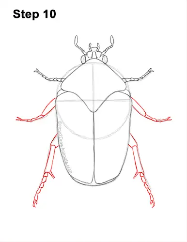 How to Draw a Figeater Fig Beetle June Bug 10